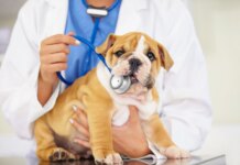 Why Vet Bills Are Skyrocketing and What You Can Do About It Why Vet Bills Are Skyrocketing and What You Can Do About It